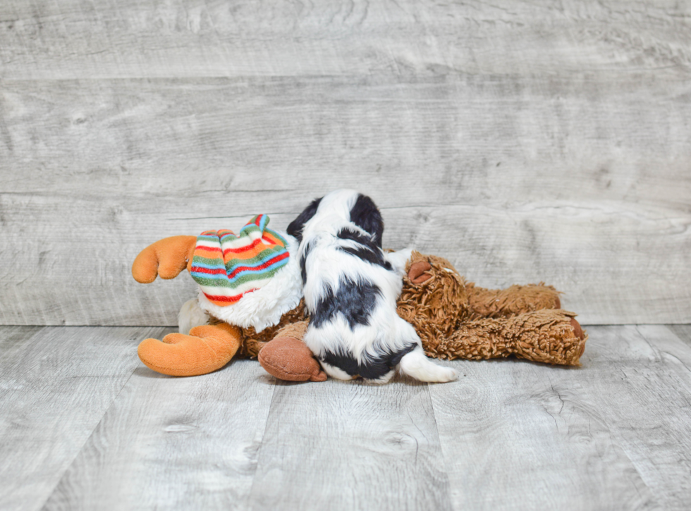 Hypoallergenic Cavalier King Charles Spaniel Purebred Pup