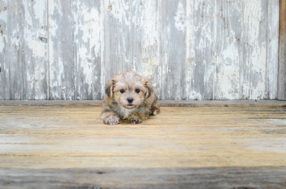 Morkie Pup Being Cute