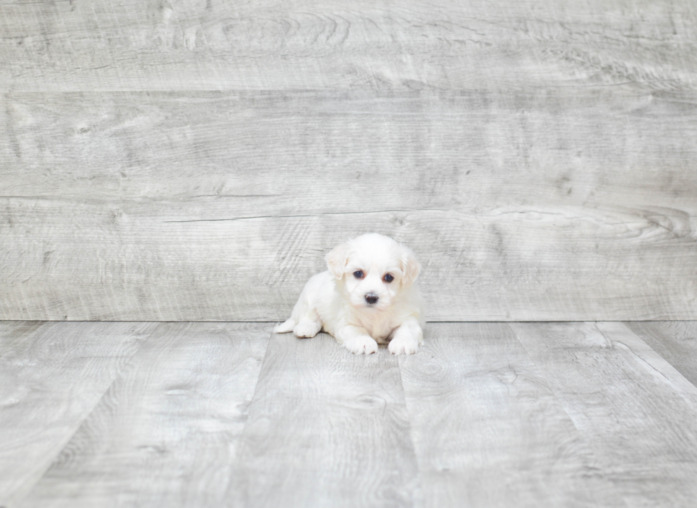 Popular Maltipoo Poodle Mix Pup