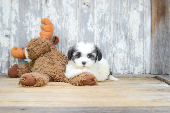 Sweet Teddy Bear Baby