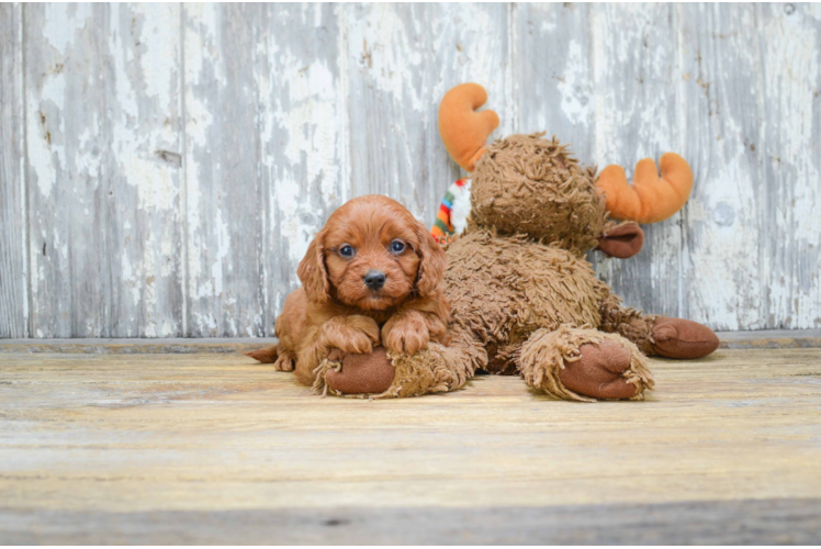 Cavapoo Pup Being Cute