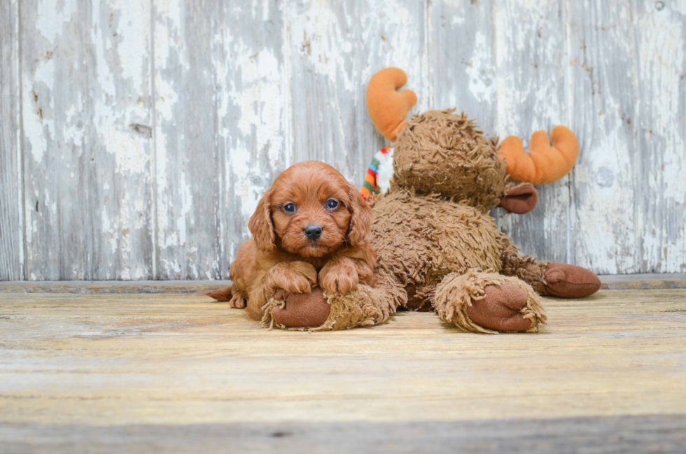 Cavapoo Pup Being Cute