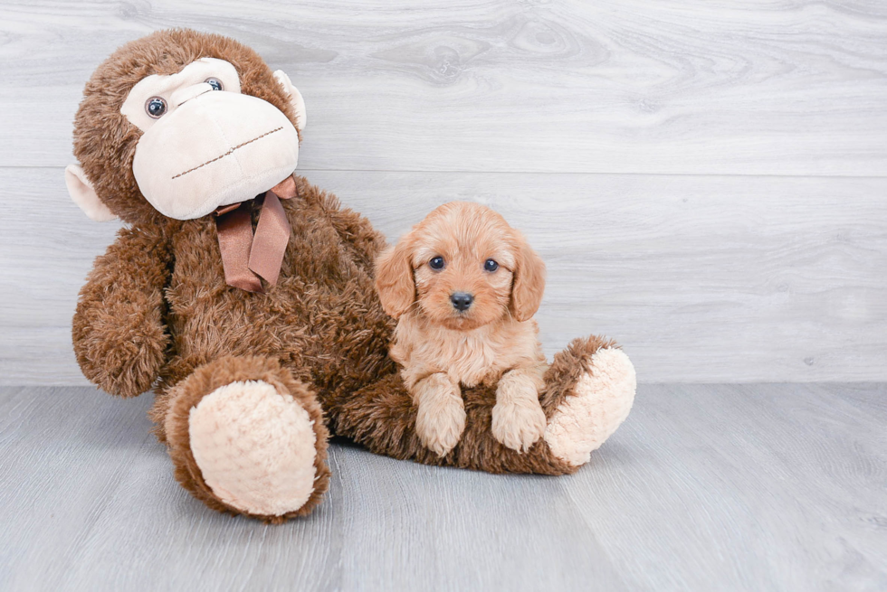 Energetic Cavoodle Poodle Mix Puppy