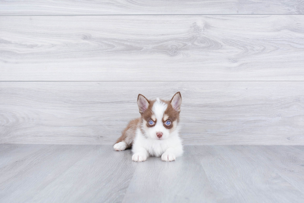 Funny Pomsky Designer Pup