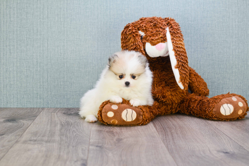 Best Pomeranian Baby