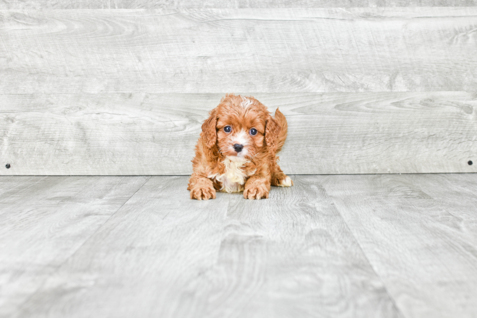 Popular Cavapoo Poodle Mix Pup