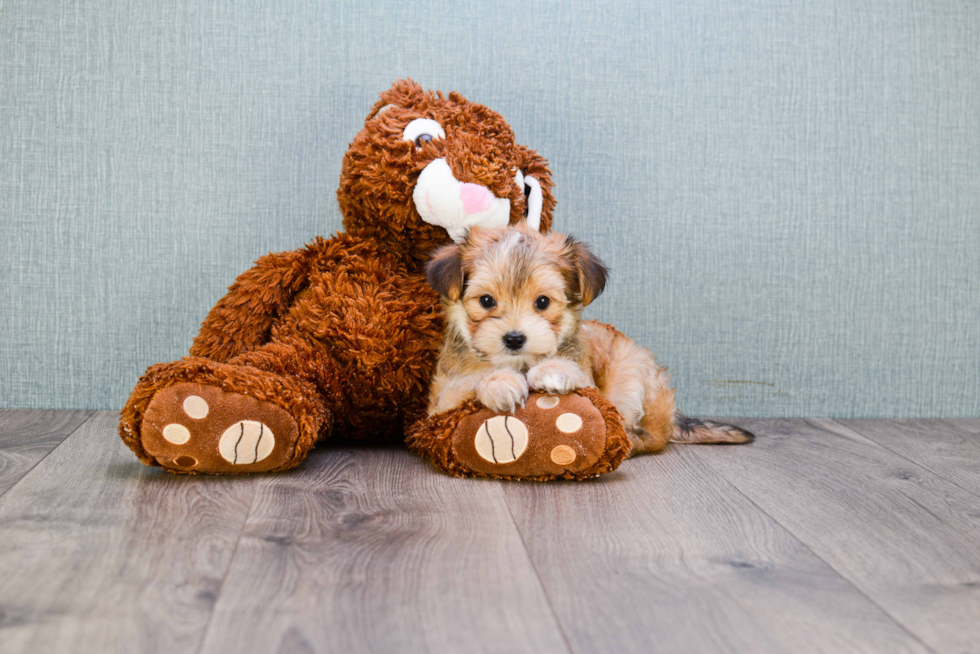 Playful Yorkie Designer Puppy