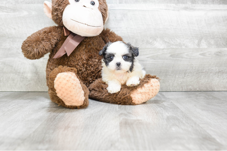 Teddy Bear Puppy for Adoption