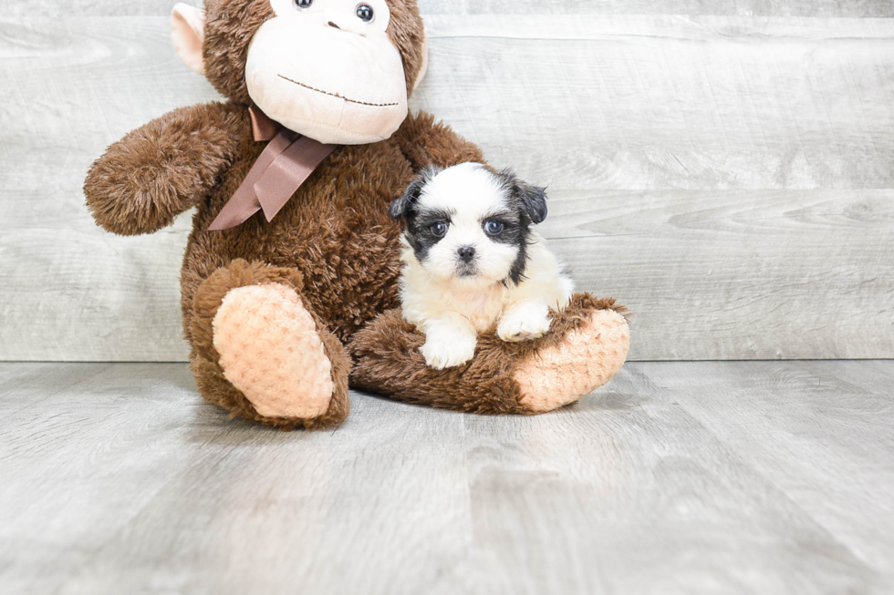 Teddy Bear Puppy for Adoption
