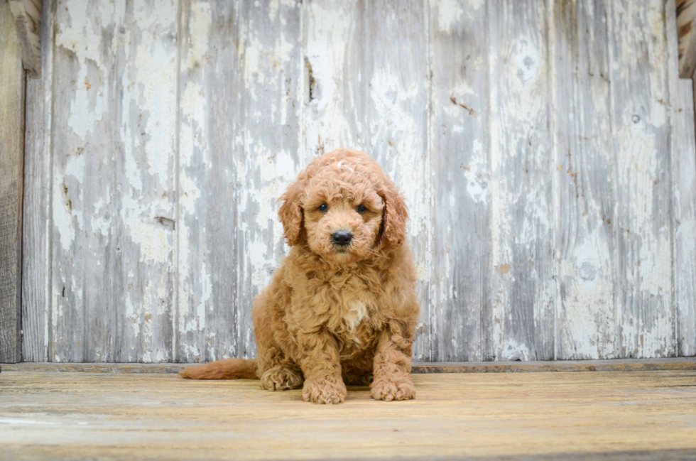 Mini Goldendoodle Pup Being Cute