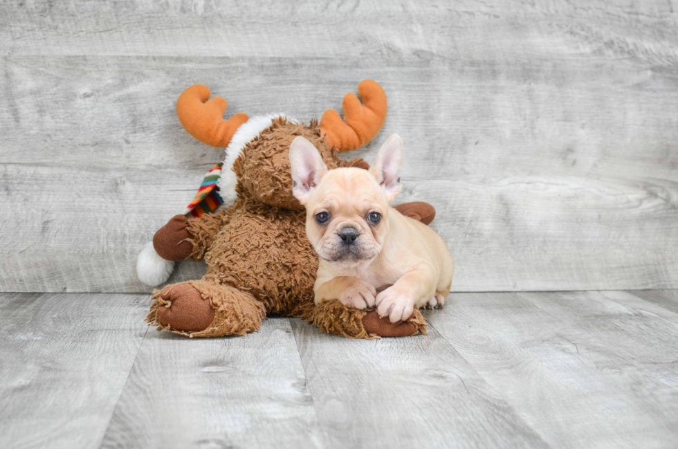 Fluffy Frenchie Purebred Puppy