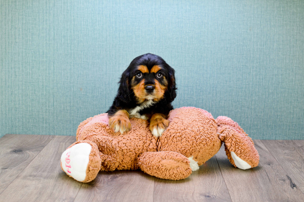 Sweet Cavalier King Charles Spaniel Purebred Puppy