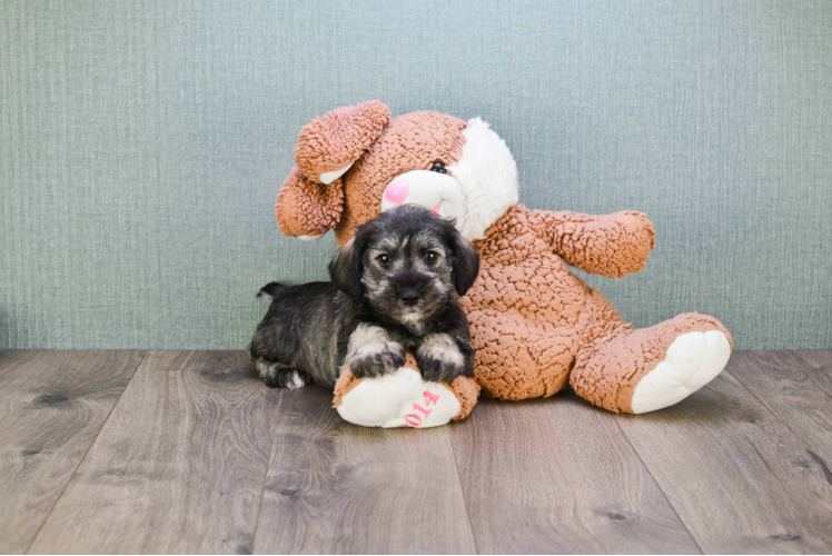 Best Mini Schnauzer Baby