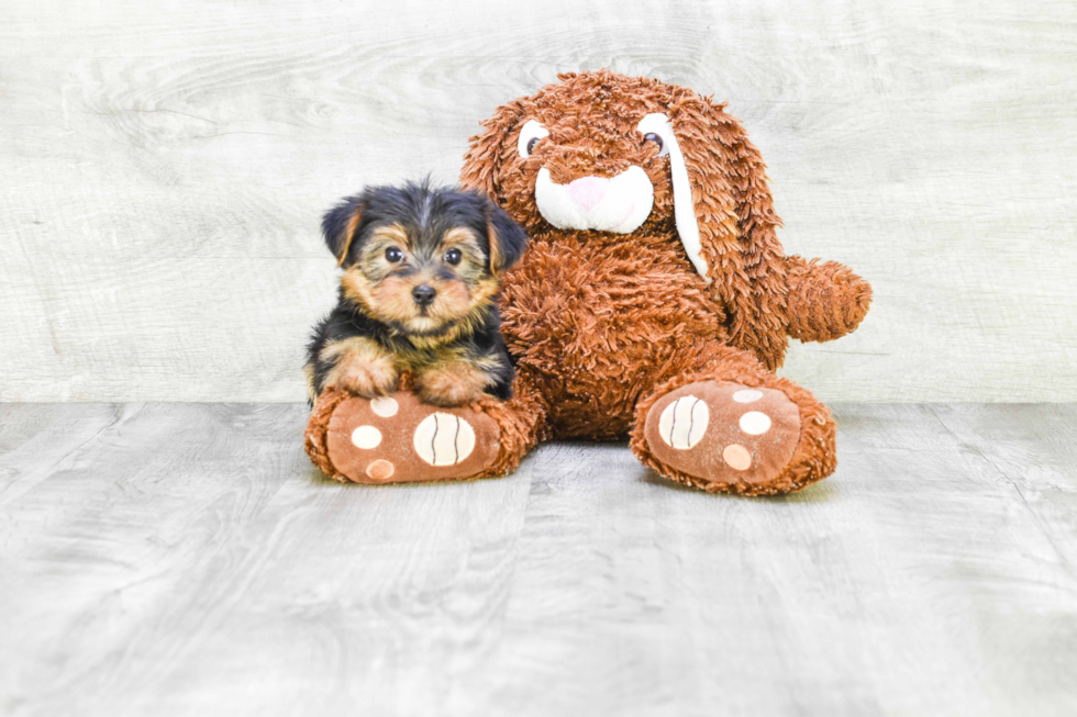 Meet Bella - our Yorkshire Terrier Puppy Photo 