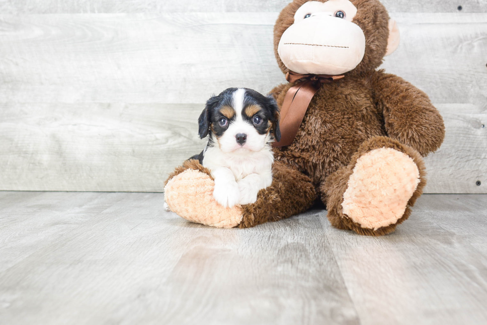 Best Cavalier King Charles Spaniel Baby