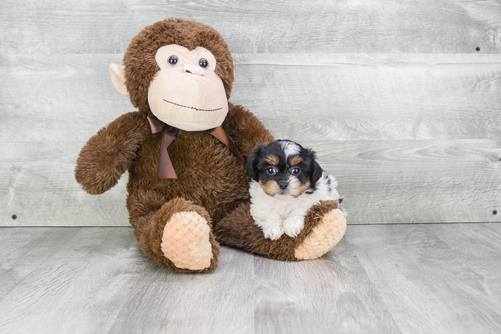 Teddy Bear Pup Being Cute