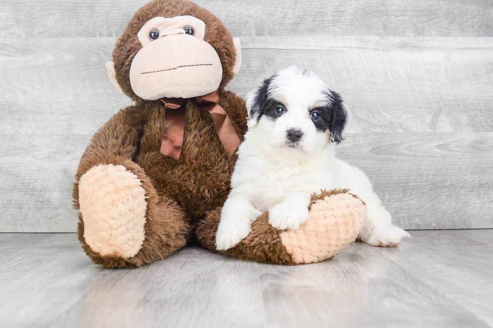 Best Mini Bernedoodle Baby