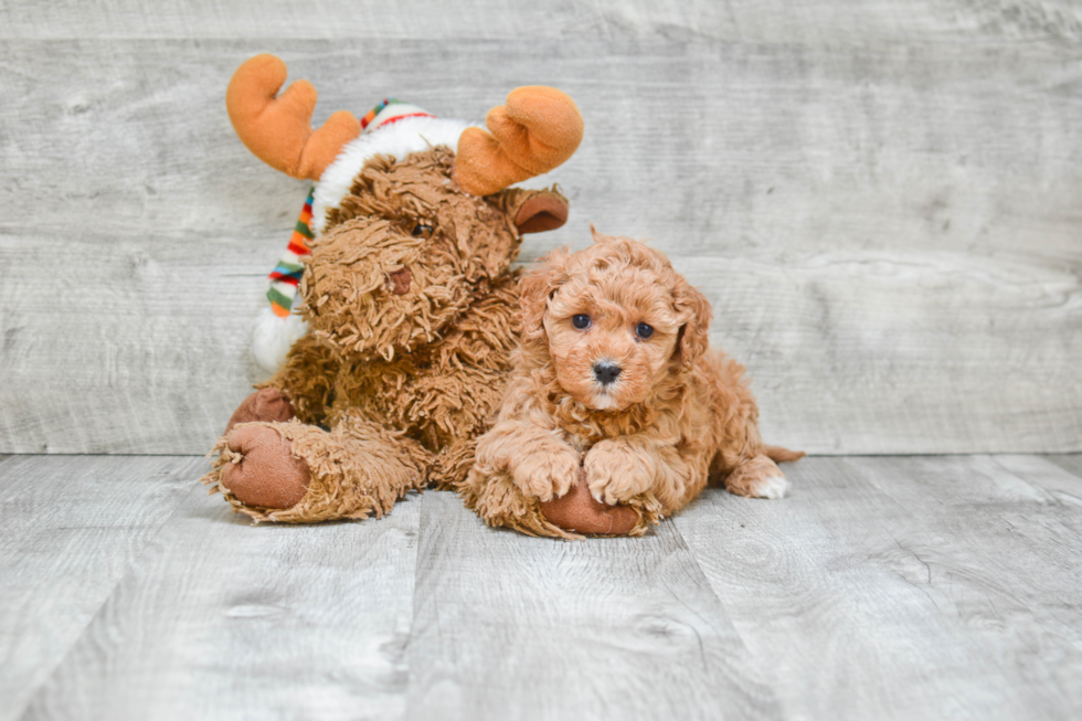 Best Cavapoo Baby