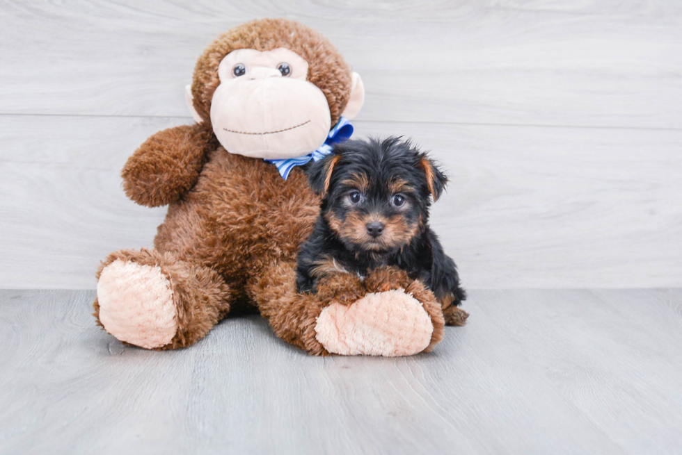 Meet Zoro - our Yorkshire Terrier Puppy Photo 