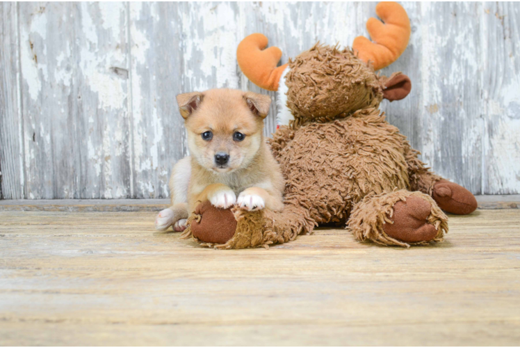 Popular Pomeranian Baby