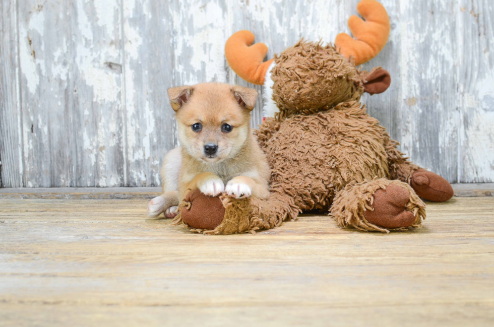 Popular Pomeranian Baby