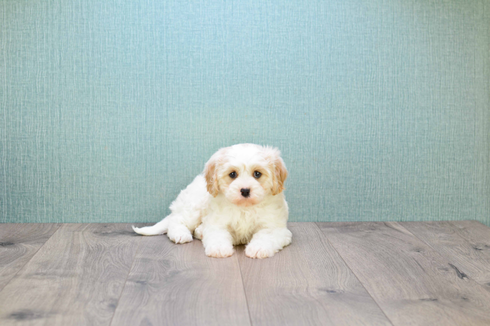 Friendly Cavachon Baby