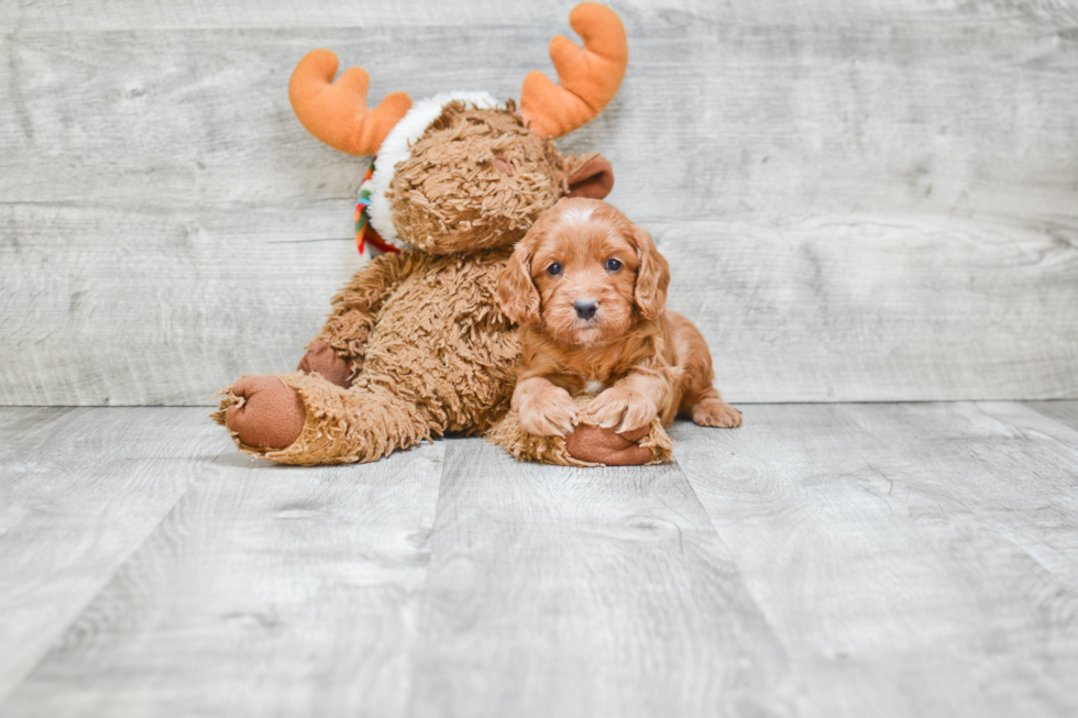 Best Cavapoo Baby