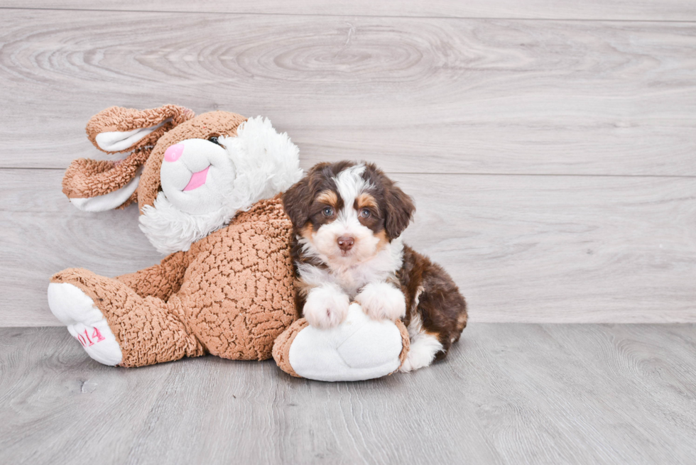 Friendly Mini Aussiedoodle Baby