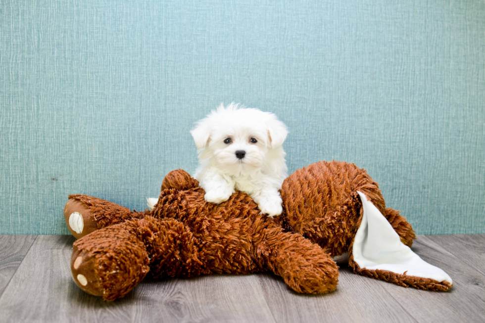 Maltese Puppy for Adoption