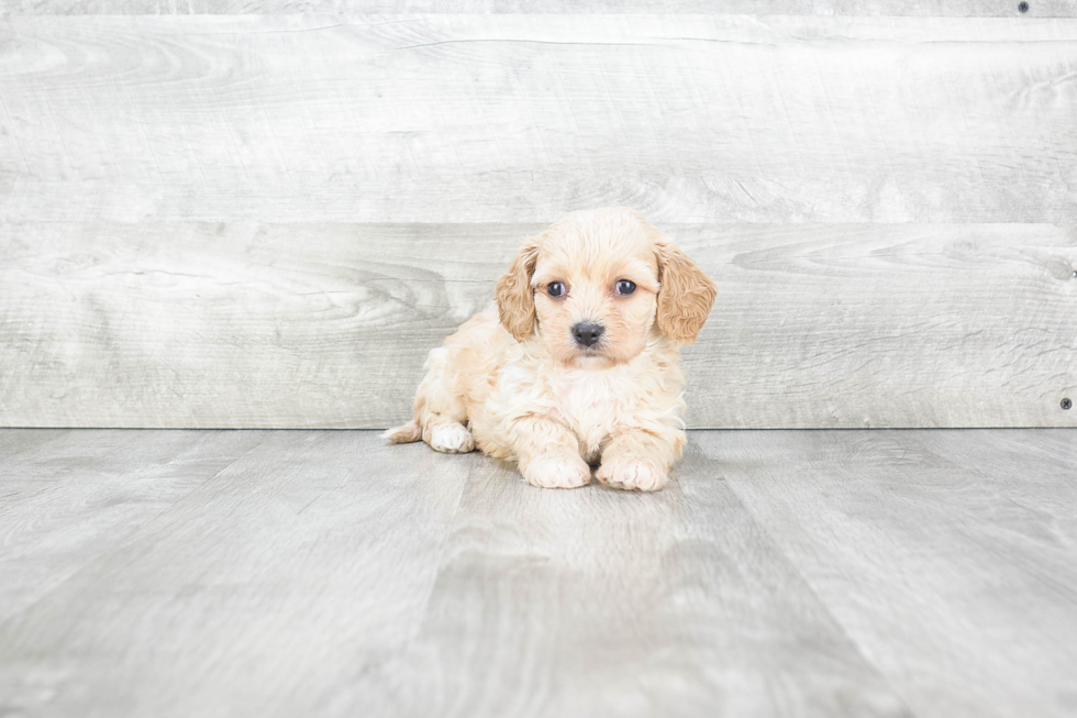 Adorable Cavalier Designer Puppy