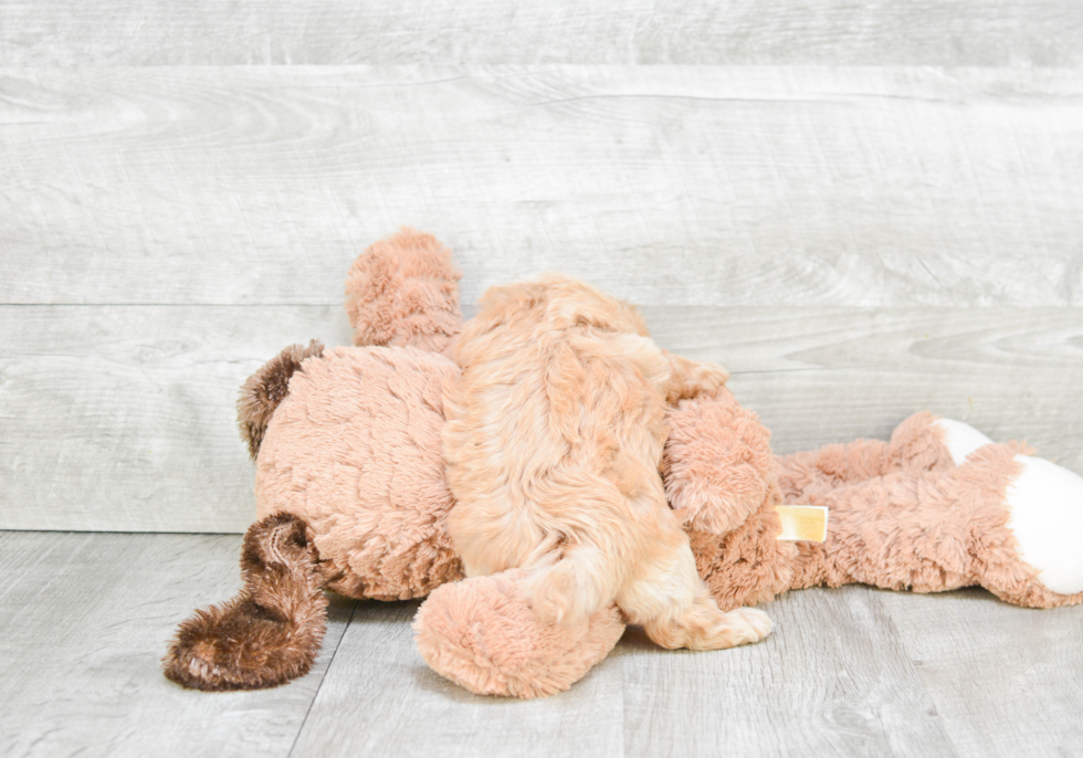 Little Maltepoo Poodle Mix Puppy