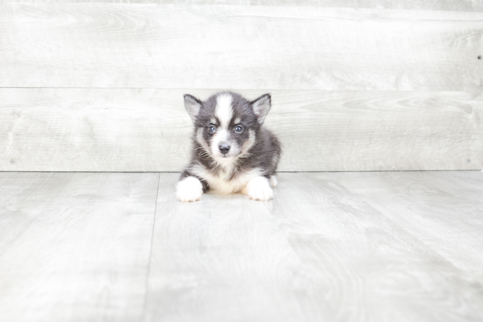 Popular Pomsky Designer Pup