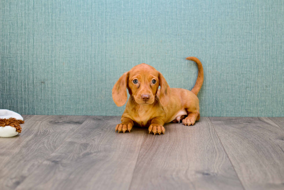 Best Dachshund Baby