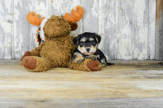 Playful Yorkie Designer Puppy