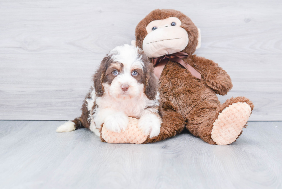 Mini Bernedoodle Puppy for Adoption