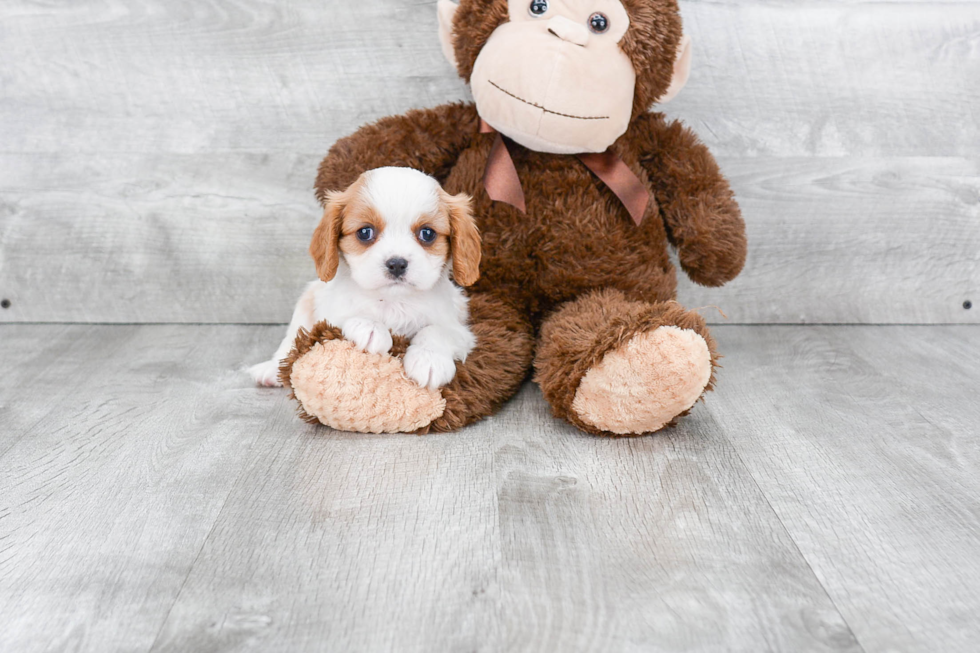 Cavalier King Charles Spaniel Pup Being Cute