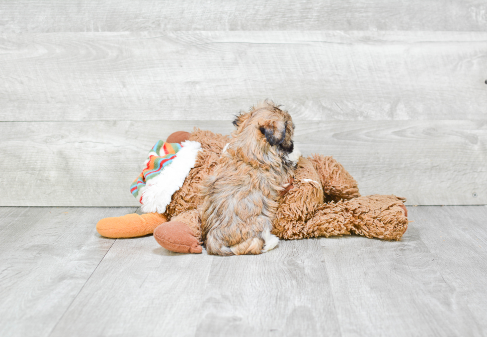 Smart Havanese Purebred Puppy