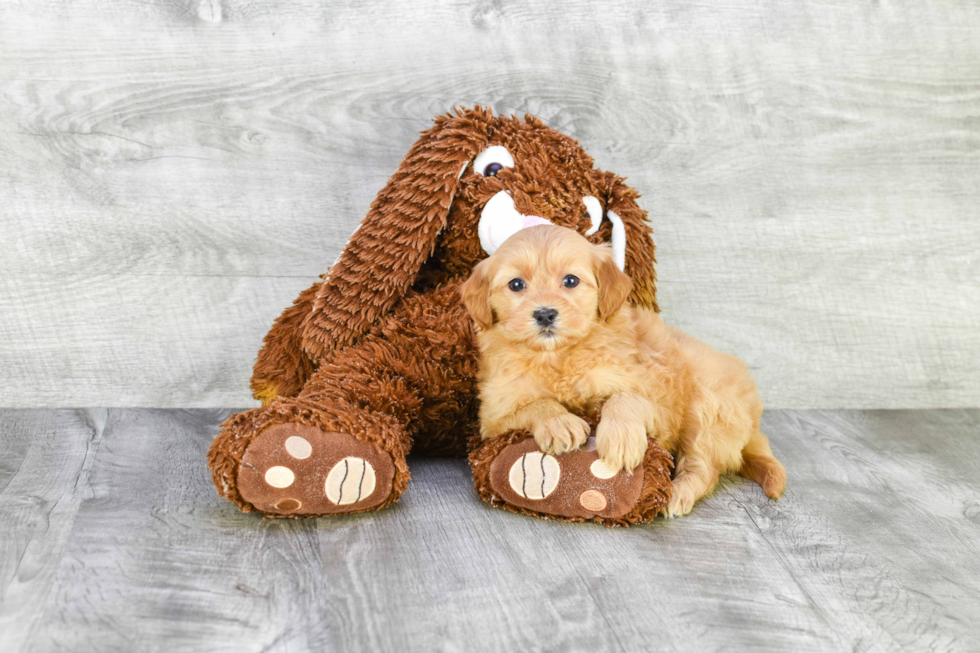 Mini Goldendoodle Pup Being Cute