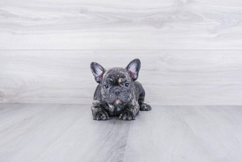 Friendly French Bulldog Baby