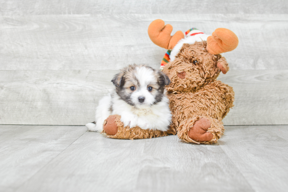 Maltipom Pup Being Cute