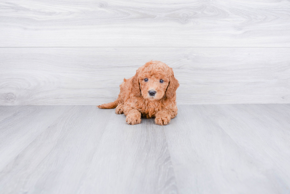 Playful Golden Retriever Poodle Mix Puppy