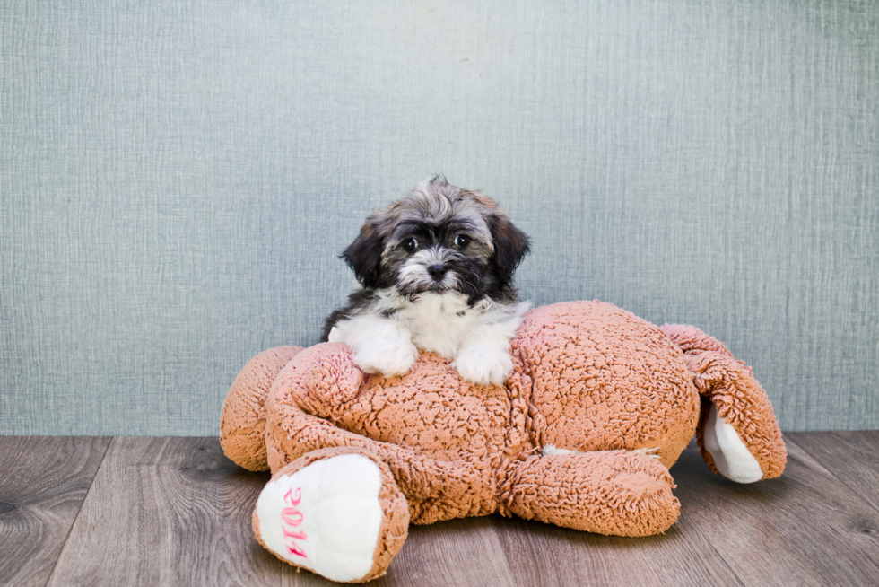 Havanese Pup Being Cute