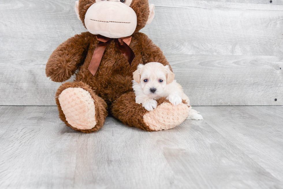 Playful Maltese Poodle Poodle Mix Puppy