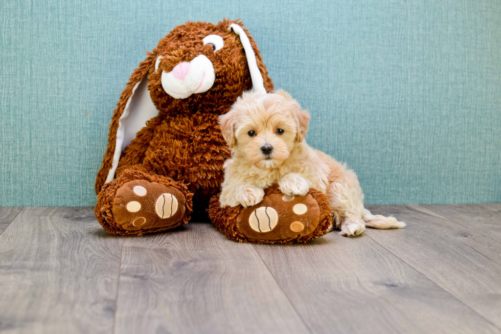 Small Maltipoo Baby