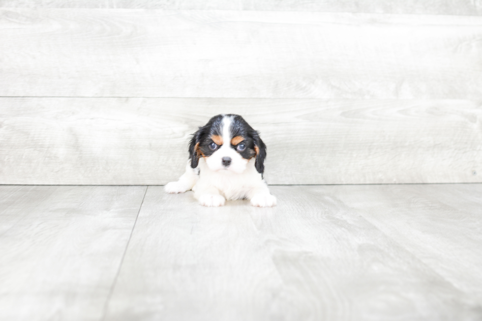 Cavalier King Charles Spaniel Puppy for Adoption