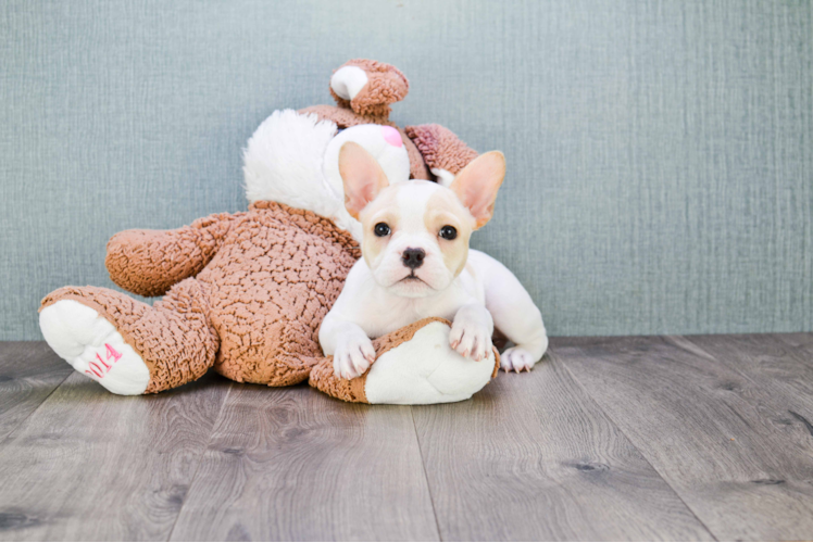 Hypoallergenic French Bulldog Purebred Pup