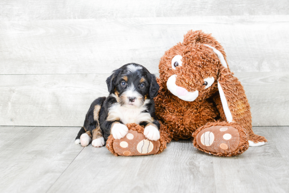 Small Mini Bernedoodle Baby