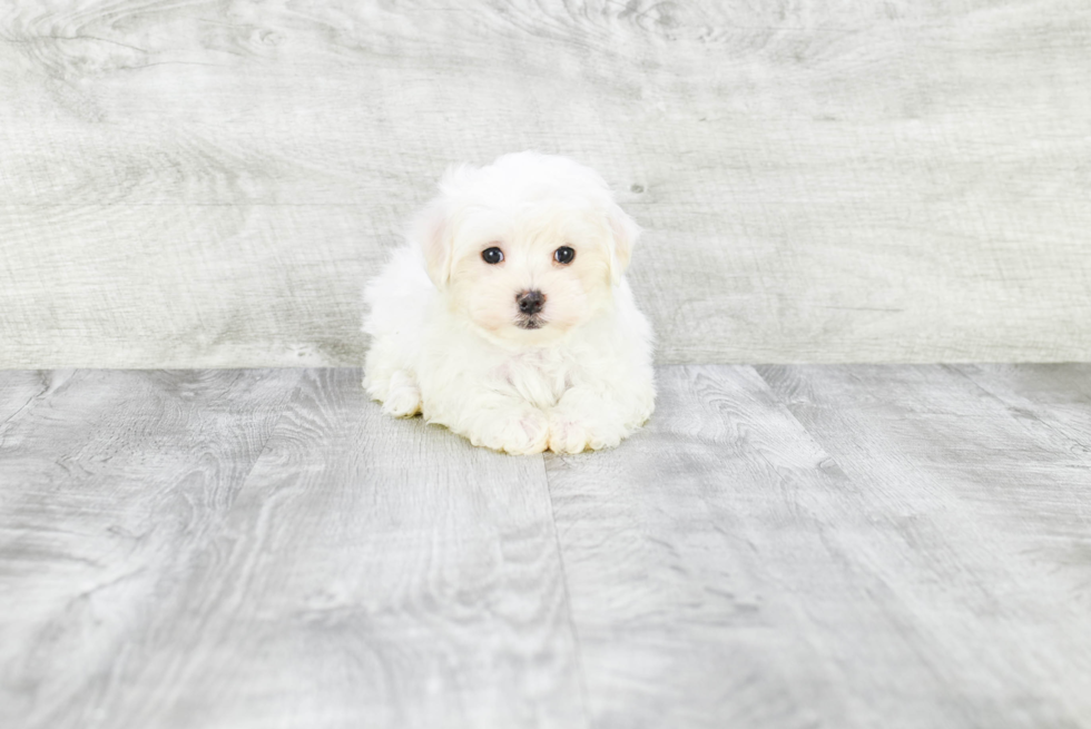 Maltese Pup Being Cute