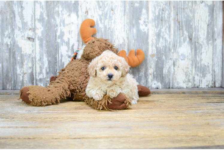 Small Poodle Baby