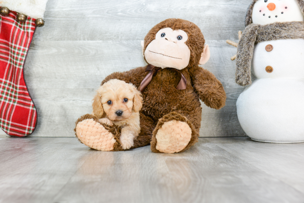 Small Cavachon Baby